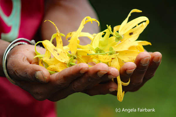 ylang ylang flowers