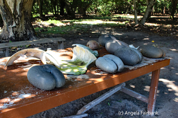 coco de mer seeds displayed in Praslin