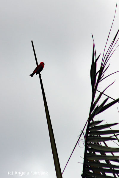 red fody