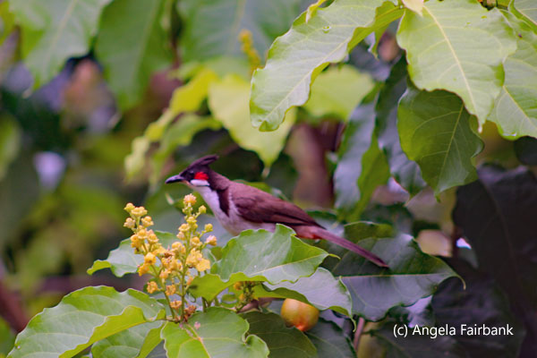red-whiskered bulbul conde bird