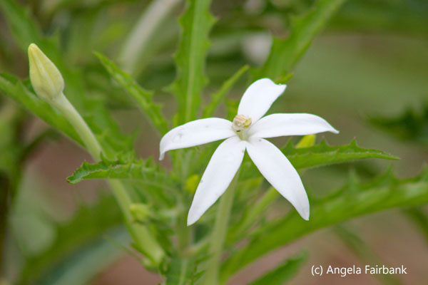 white flower
