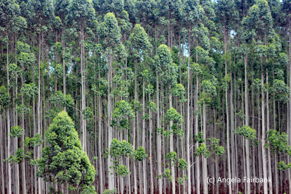 eucalyptus trees 1