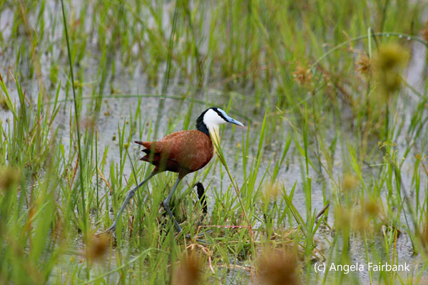 African jacana