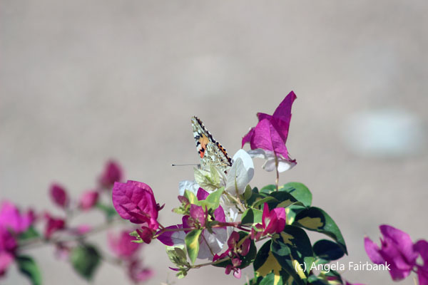 butterfly and bougainvillea