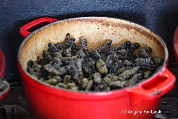 cooked caterpillars