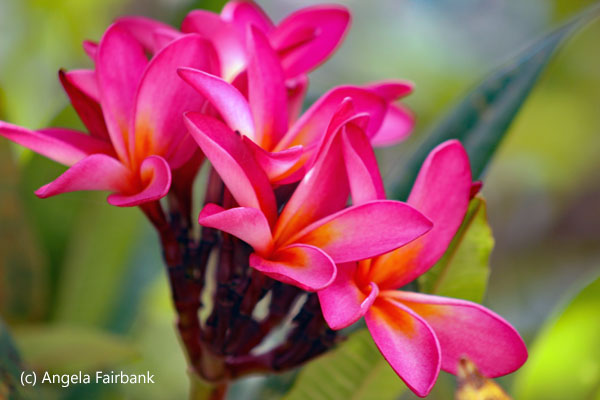 pink and yellow frangipani