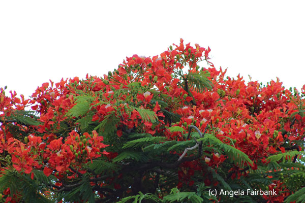 flame tree