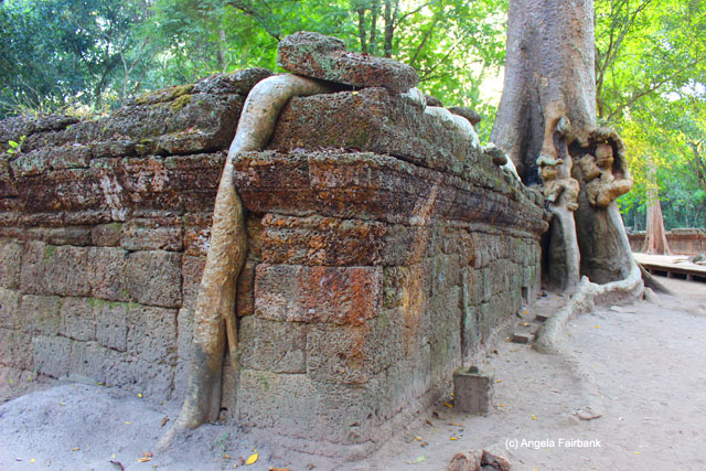 Tree root along wall at Ta Prohm