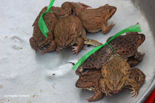 frogs for sale