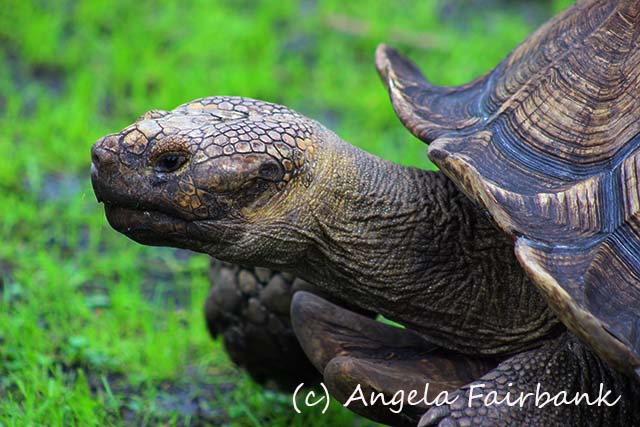 Florida, copyright Angela Fairbank
