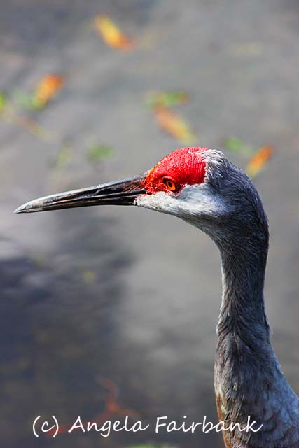Florida, copyright Angela Fairbank