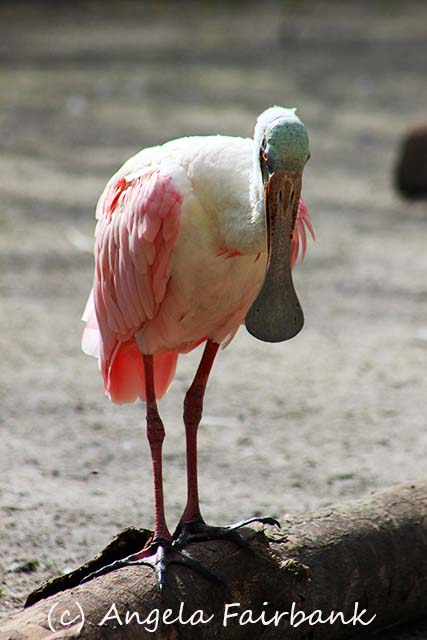 Florida, copyright Angela Fairbank