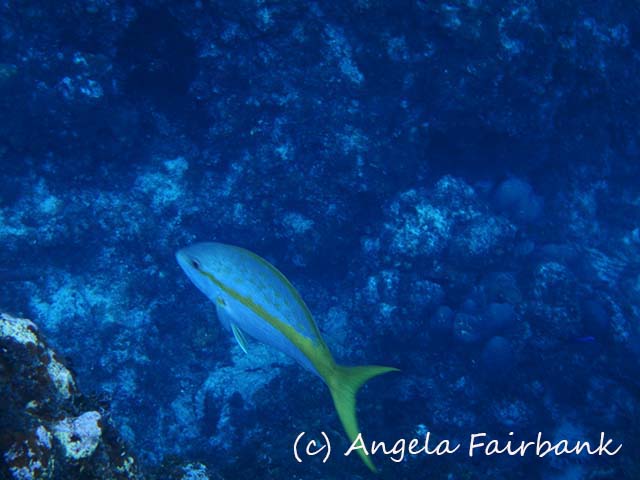 Grand Cayman, copyright Angela Fairbank