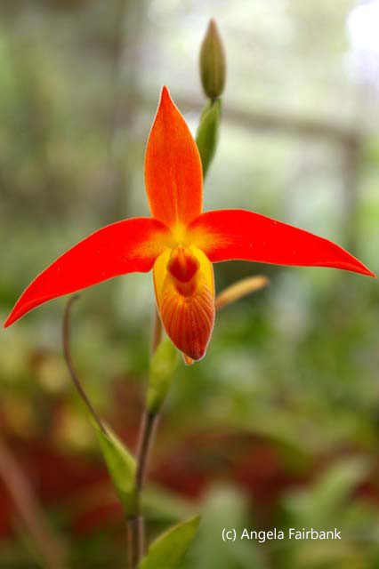 red and yellow orchid