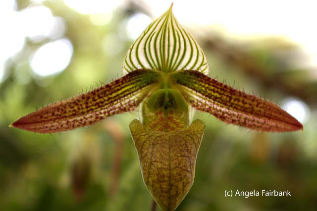 striped orchid