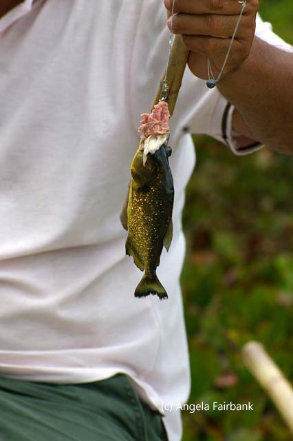 piranha fishing 1