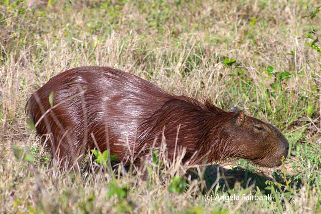capybara