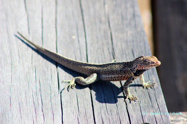 lava lizard