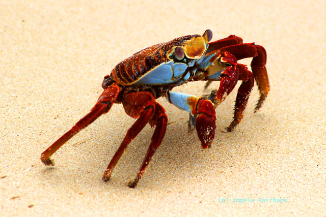 sally lightfoot crab
