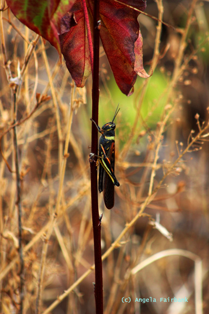locust