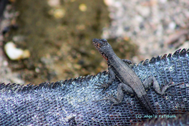 lizard on marine iguana