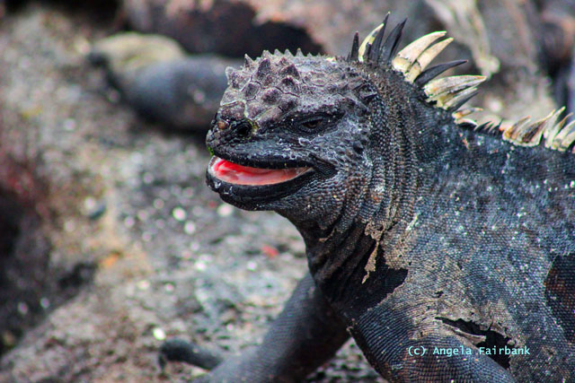 marine iguana