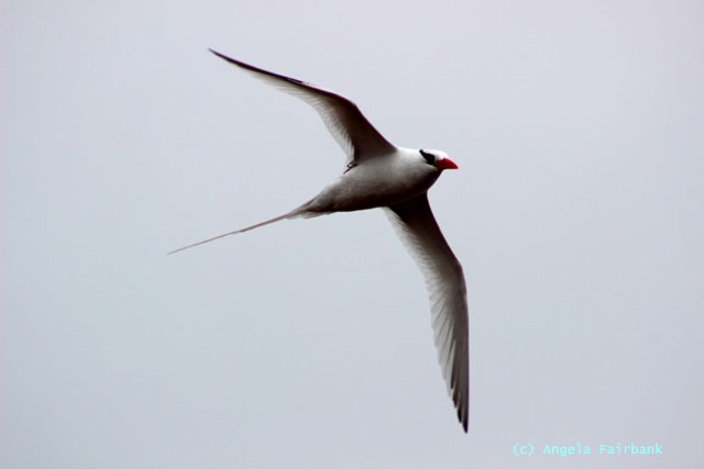 tropic bird