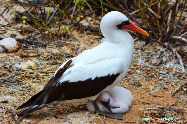 nazca booby