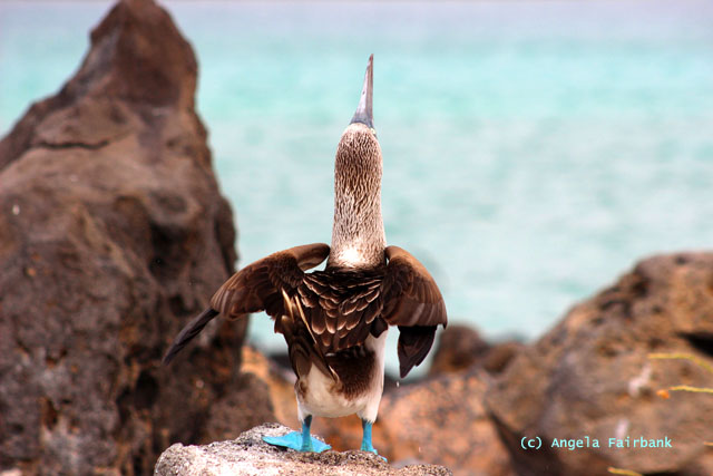 blue-footed booby doing dance-2