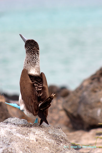 blue-footed booby doing dance-1