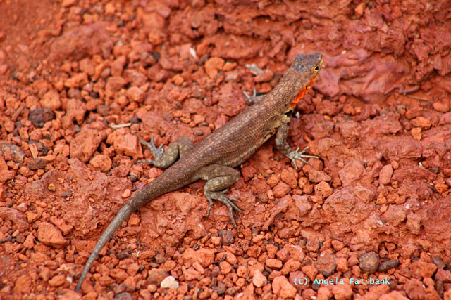 tail-growing lava lizard