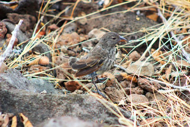 finch