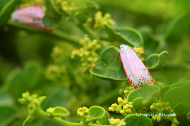 butterflies