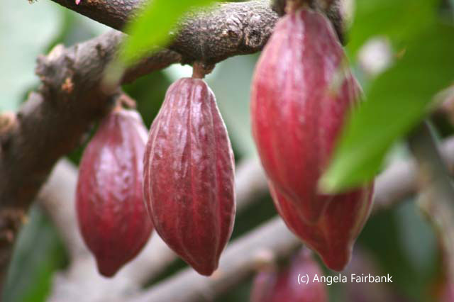 cacao pods 2