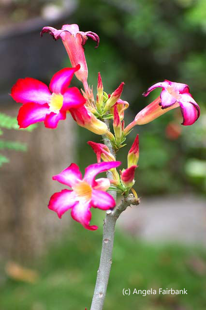 pink and yellow flower