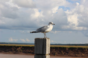 seagull