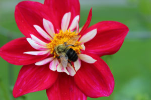 dahlia 2