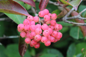 pink berries