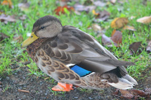 female mallard duck