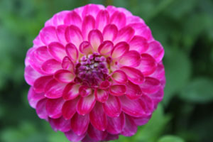 dahlia 1