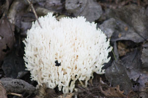 fungus