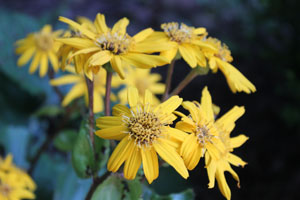 yellow flowers