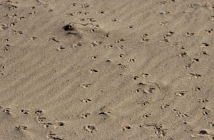 Brackley Beach 3
