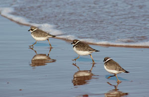 Brackley Beach 5