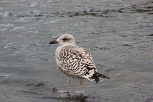 seagull