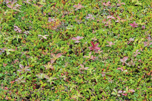 Anse aux Meadows ground cover