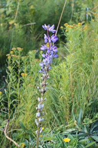 lupin