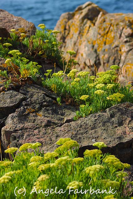 Sark, copyright Angela Fairbank