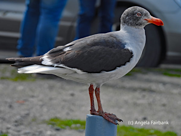 grey-headed gull