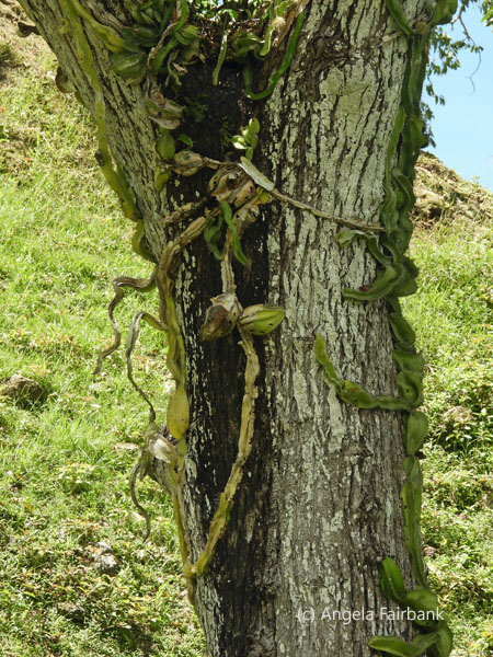 vine on tree